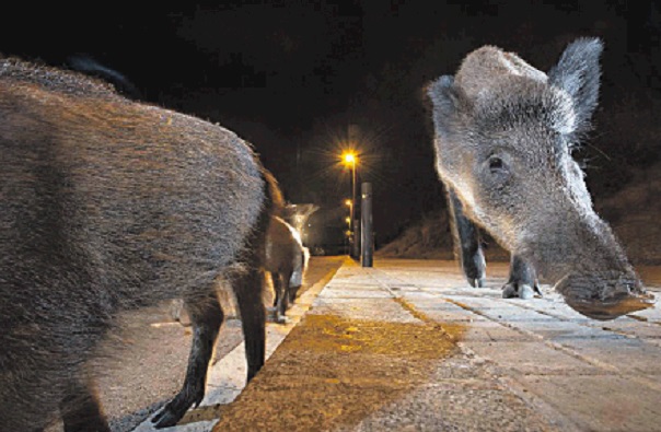 Mamíferos se adaptam à noite para evitar humanos