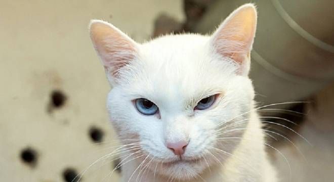 Gato vidente prevê vitória da Suíça contra Suécia