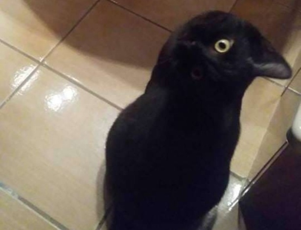 Gato ou corvo? Imagem confunde até o Google