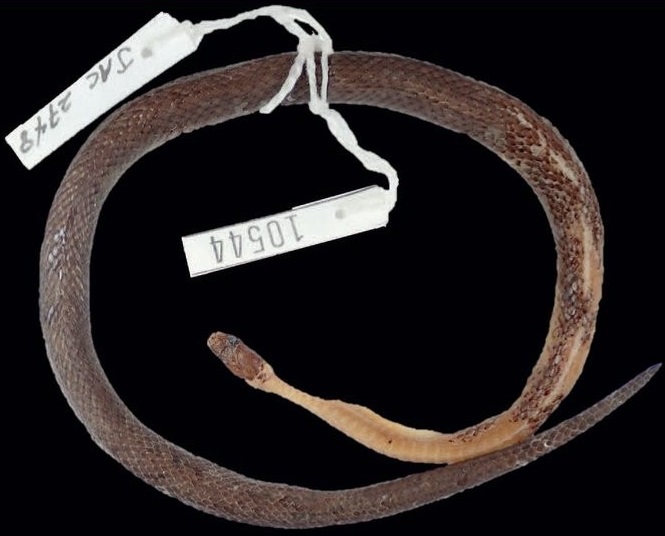 Nova espécie de cobra é descoberta dentro do estômago de outra