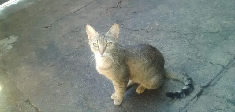 Gata ataca cobra e salva criança de 3 anos