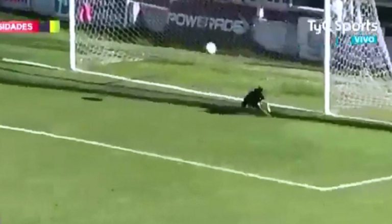 Cachorro invade campo e defende gol em jogo na Argentina
