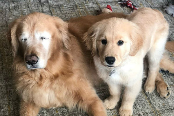 Cachorro cego ganha companhia de cão-guia e viraliza na web