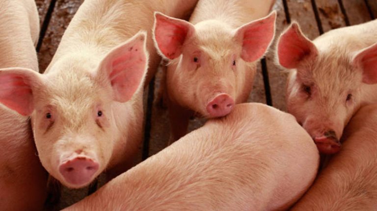 Cientistas americanos ressuscitam cérebros de porcos