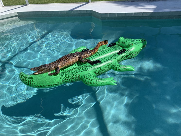 Família encontra jacaré tomando sol em boia de jacaré dentro de piscina de casa