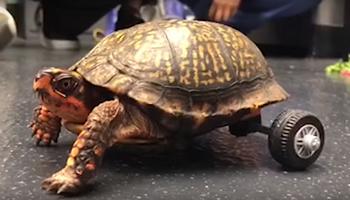 Vídeo: Pedro, a tartaruga, ganha prótese após perder duas patinhas traseiras