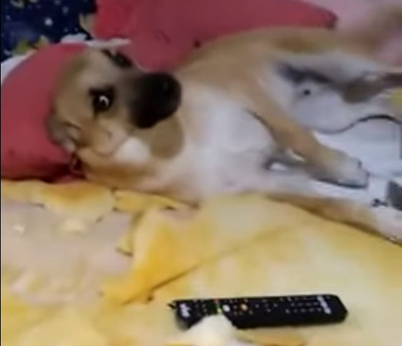 Vídeo de mulher xingando cão que destruiu quarto viraliza e gera polêmica