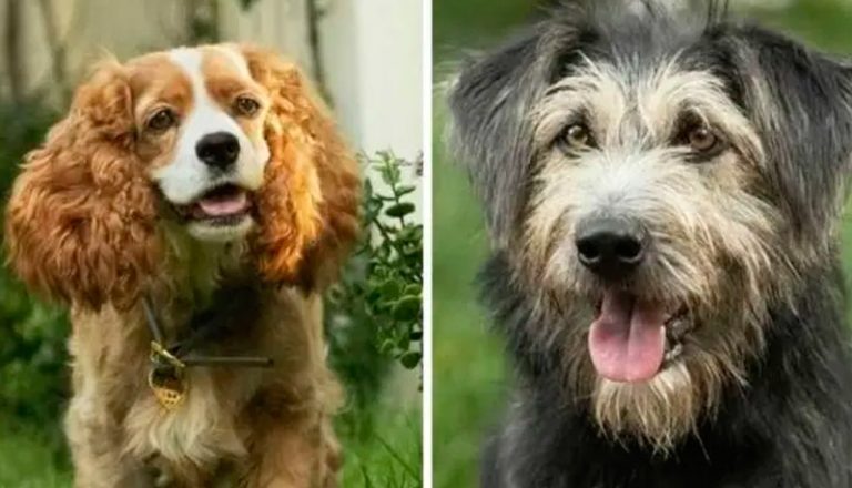 Disney divulga fotos de cachorros que farão live-action de ‘A Dama e o Vagabundo’