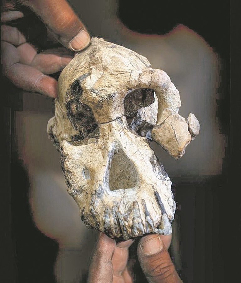 Crânio descoberto na Etiópia muda explicações sobre evolução humana