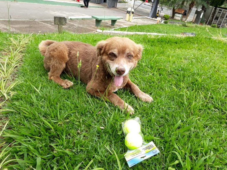 Cão mora há 10 anos no cemitério onde dona foi enterrada