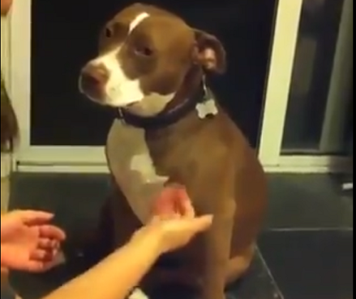 Para não cortar as unhas, cachorro finge desmaio e viraliza na web