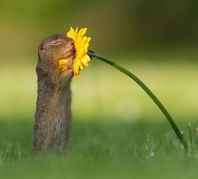 Fotógrafo faz sucesso na internet com imagem de esquilo cheirando flor