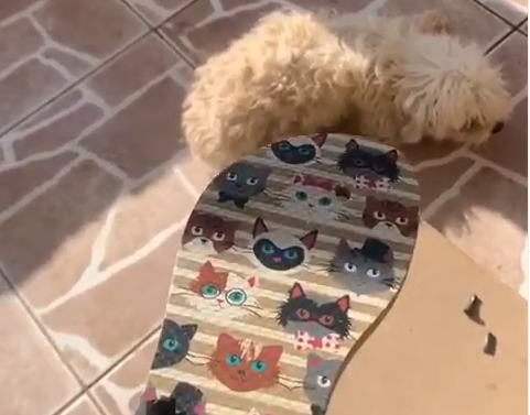 Mulher tenta descobrir quem comeu seu chinelo e papagaio conta a verdade