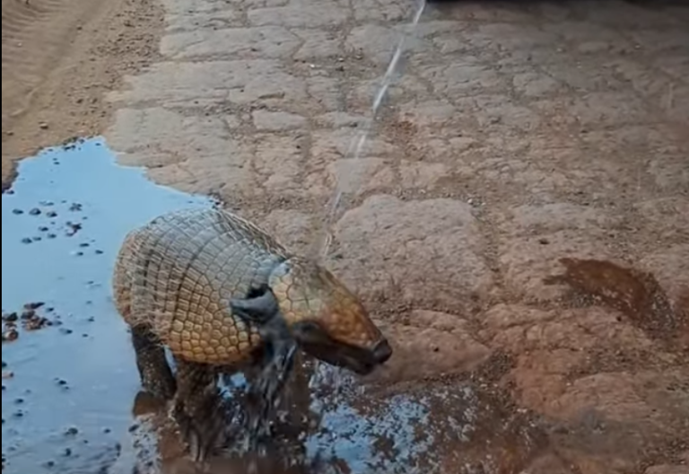 Vídeo: homem dá água para tatu em meio à lavoura e viraliza na web