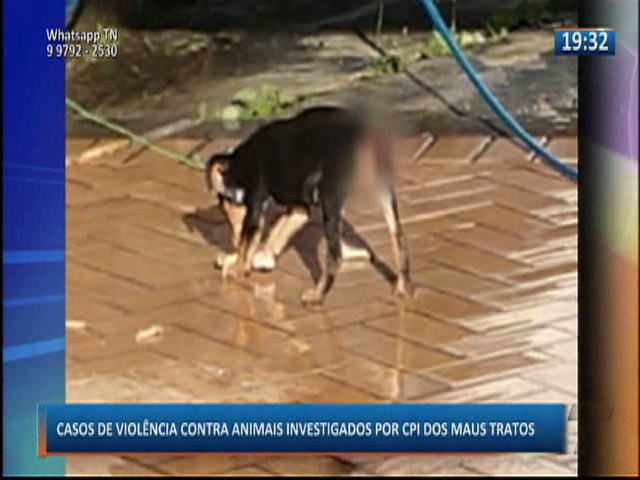 Casos de violência contra animais são investigados por CPI de maus tratos
