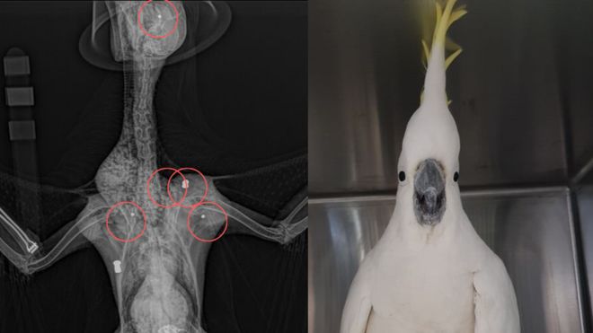 Cacatua leva cinco tiros de espingarda e sobrevive