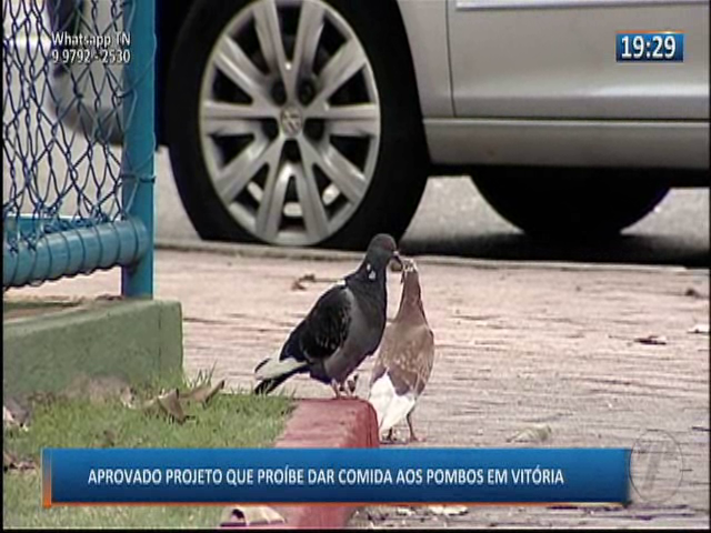 Aprovado projeto que proíbe dar comida aos pombos em Vitória