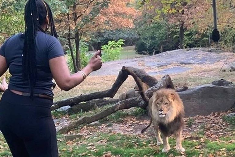 VÍDEO | Mulher invade área reservada de zoológico e tenta interagir com leão