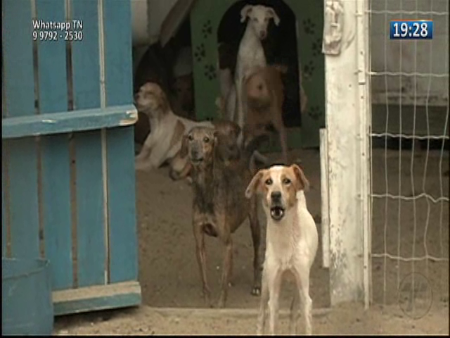 Cães resgatados em Guarapari serão adotados