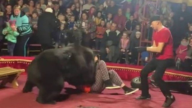 Urso ataca palhaço em apresentação de circo. Veja vídeo
