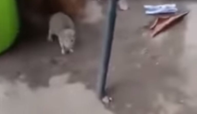Vídeo: Cão e gato se unem contra rato gigante invasor