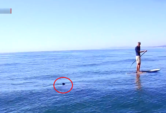 Vídeo: Praticantes de stand up paddle recebem visita de tubarões brancos