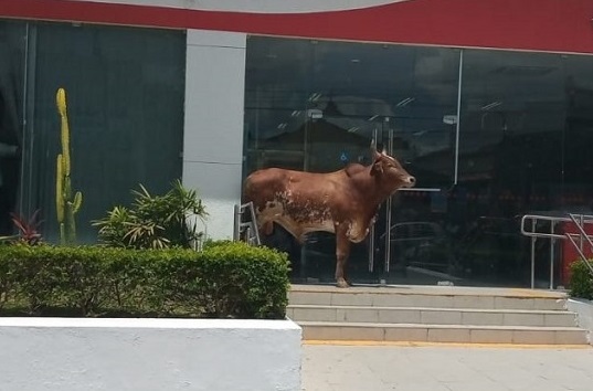 Boi é laçado em agência bancária após impedir entrada de clientes