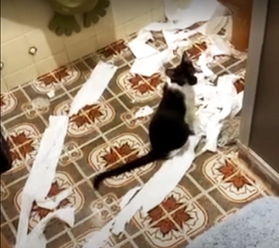 Vídeo de gato capixaba atinge quase 6 milhões de visualizações
