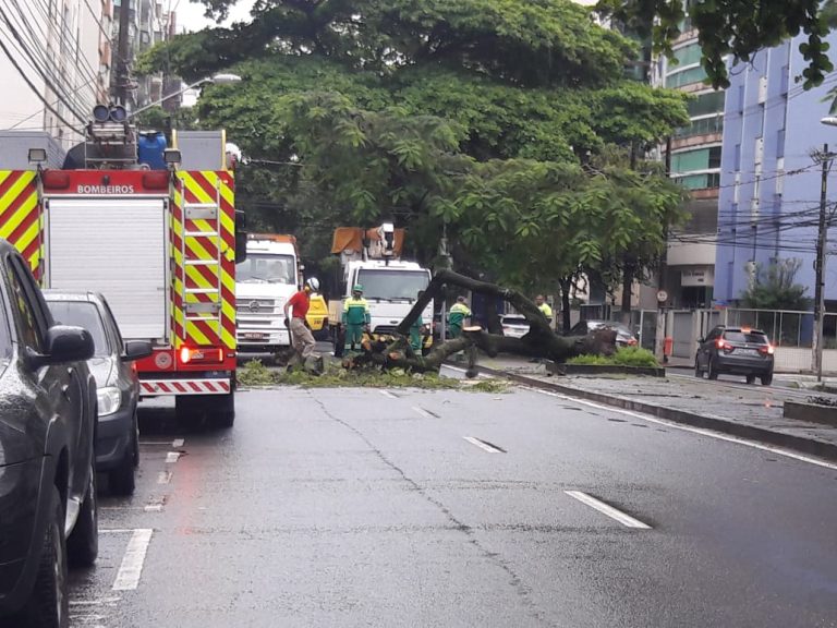 Queda de árvore interdita avenida Rio Branco