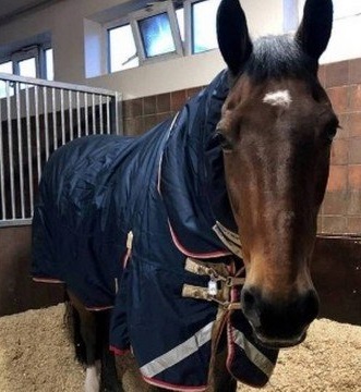 Cavalo da polícia não trabalha se não tomar chá com leite desnatado. Veja vídeo