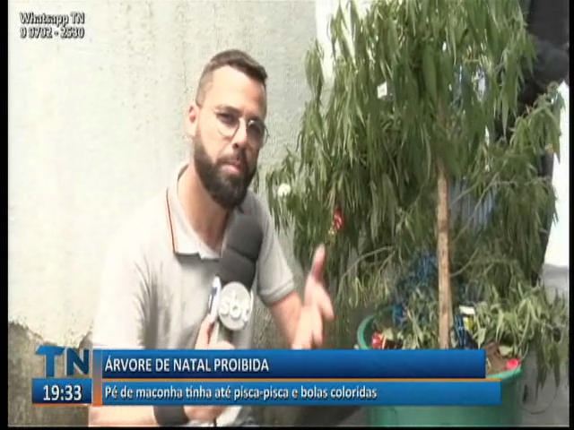 Pé de maconha é encontrado com pisca-pisca e bolas coloridas