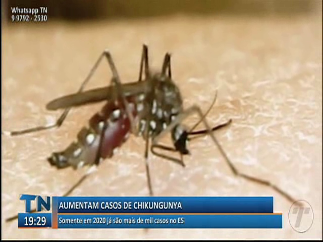 Somente em 2020 já são mais de mil casos de Chikungunya no ES
