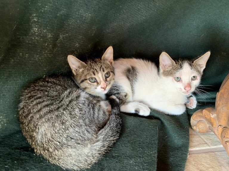 Gatos podem comer corpos humanos e têm preferência por tecidos macios, mostra estudo