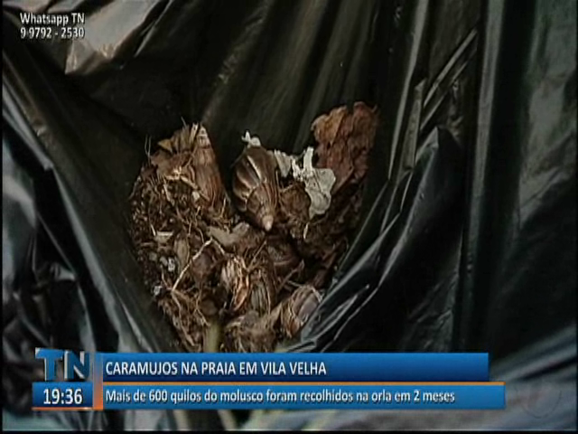 Mais de 600 quilos do molusco foram recolhidos na orla em dois meses