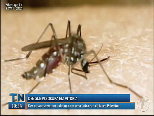 Dez pessoas tiveram dengue em uma única rua de Nova Palestina