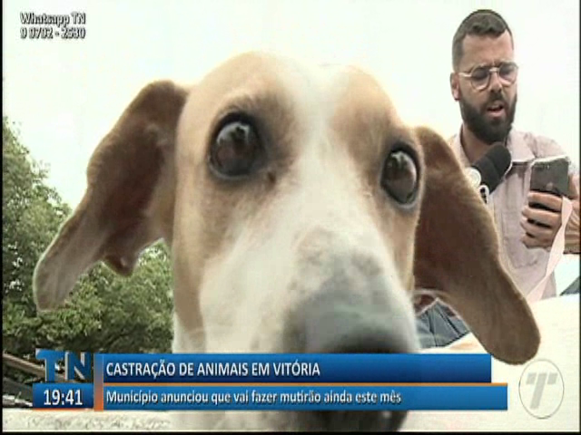 Prefeitura de Vitória anunciou que vai fazer um mutirão de castrações de cães e gatos
