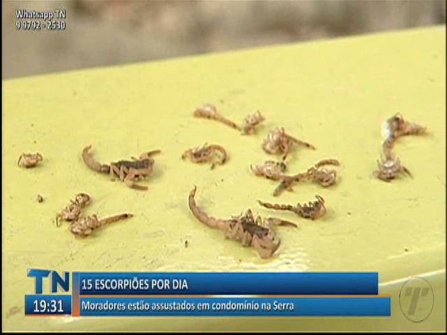 Em um condomínio na Serra, foram encontrados 15 escorpiões