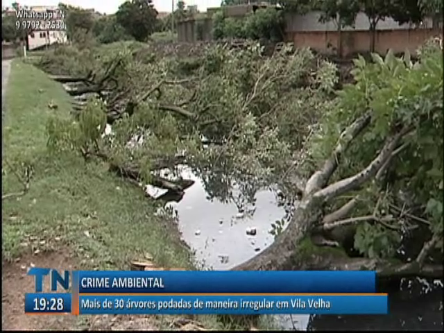 Mais de 30 árvores podadas de maneira irregular em Vila Velha