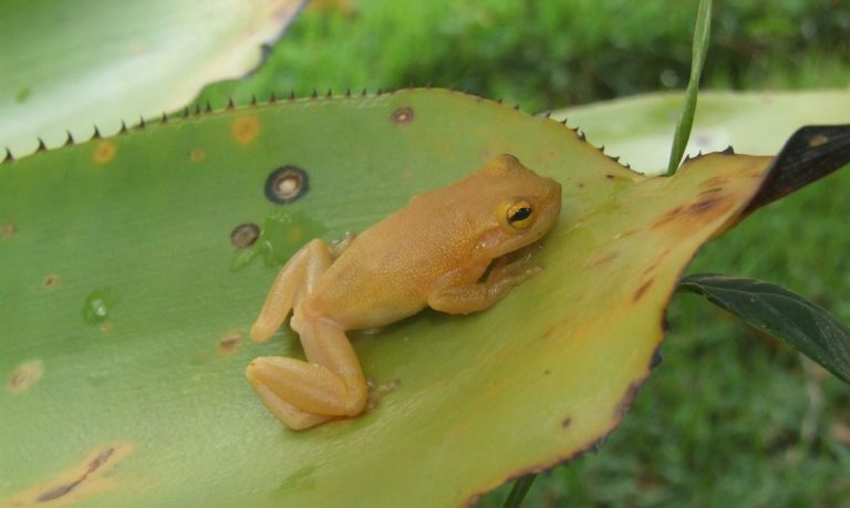 Cientistas descobrem nova espécie de perereca-de-bromélia na Bahia