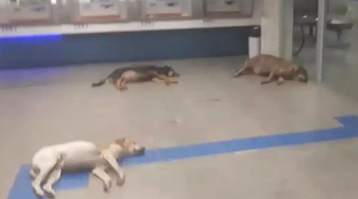 VÍDEO | Cães ‘invadem’ banco para ficar no ar condicionado