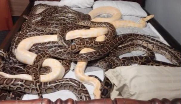 Idoso é preso por manter em casa 20 pítons, 585 ratos e 46 coelhos