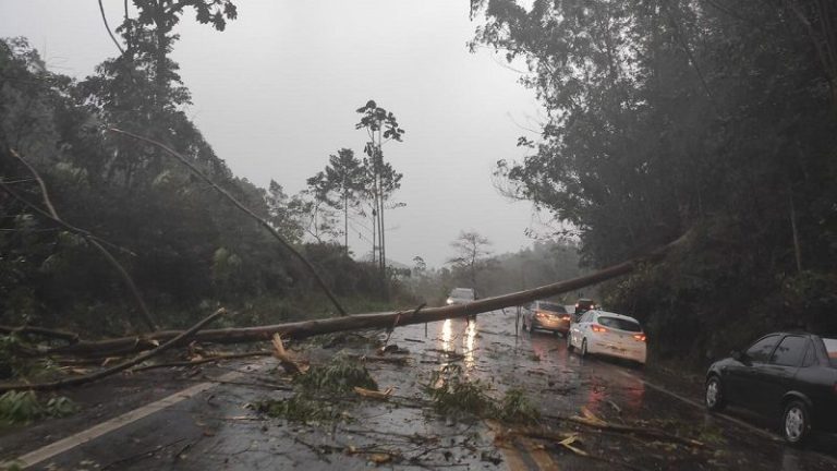 Quedas de árvores interditam a BR-262 em Domingos Martins