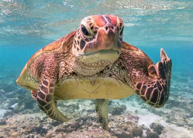 Tartaruga mostrando “dedo do meio” vence concurso mundial de foto