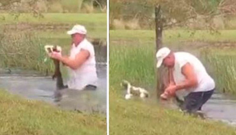 Homem pula em lago para salvar cachorro da boca de jacaré