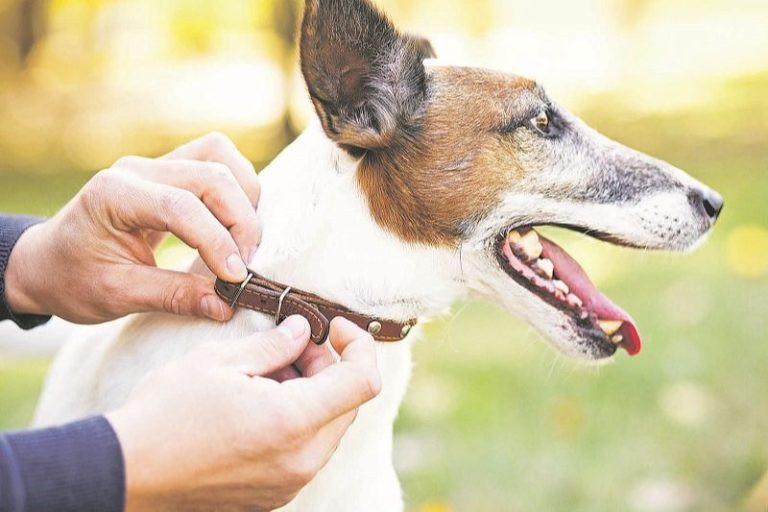 Pesquisadores identificam primeiros cães com covid-19 no Brasil