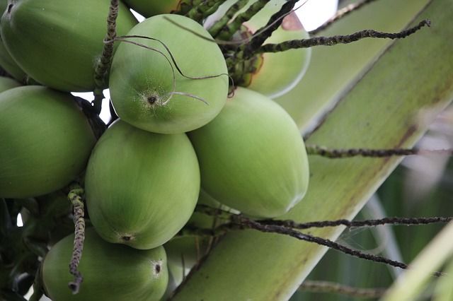 Ufes desenvolve processo que transforma casca de coco verde em etanol