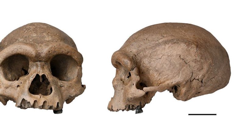 Fóssil de espécie mais próxima ao Homo sapiens é descoberto na China