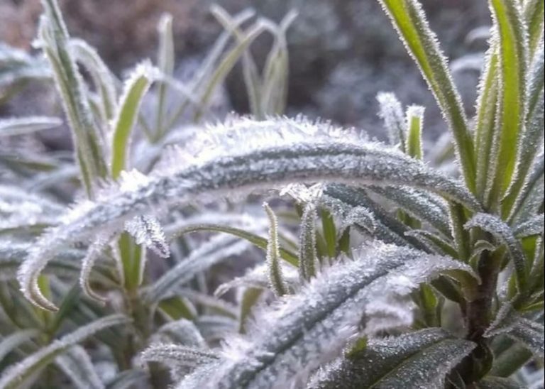 Sensação de temperatura abaixo de zero nesta sexta-feira no Estado
