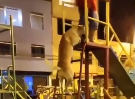Vídeo de cão brincando em escorregador viraliza nas redes sociais
