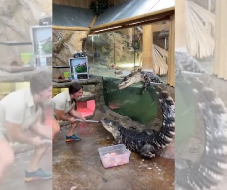 VÍDEO | Jacaré foge de tanque e surpreende tratadora